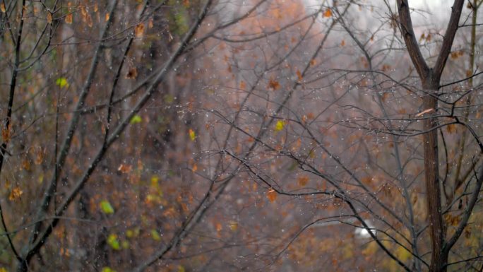 凋零的树木和落雪，深秋的景象