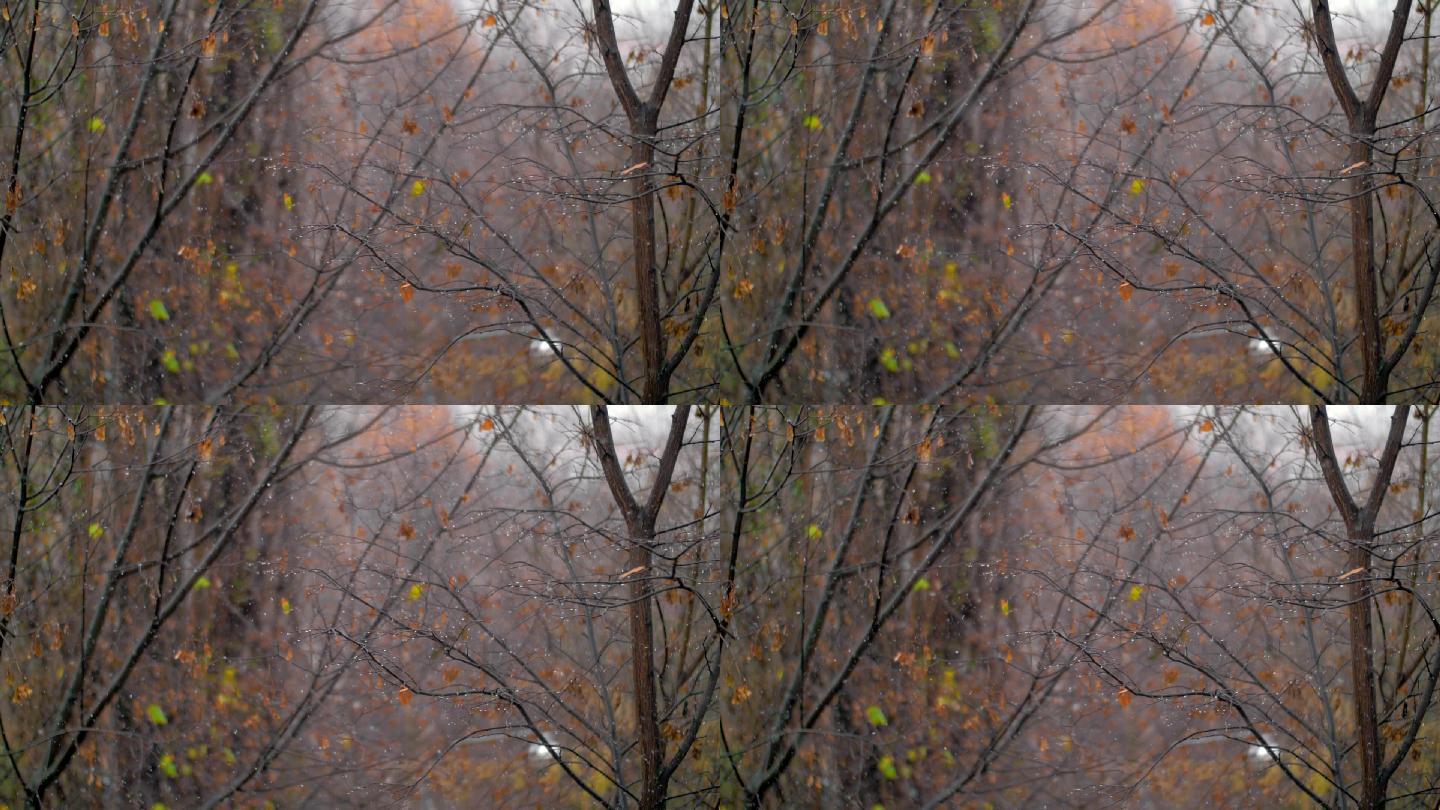 凋零的树木和落雪，深秋的景象
