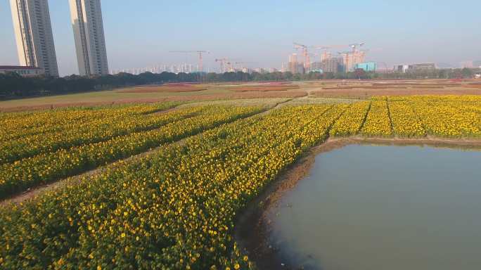 锡东宛山荡宛山湖航拍