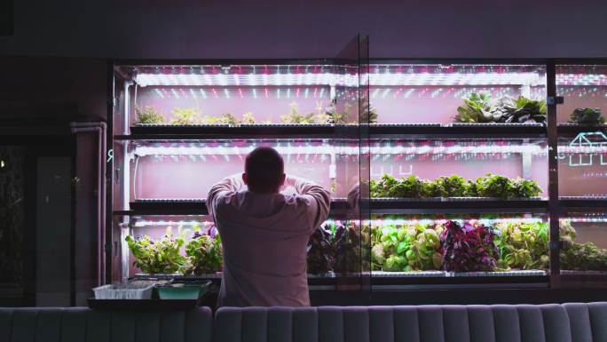 一名男子正在垂直温室里种植莴苣芽