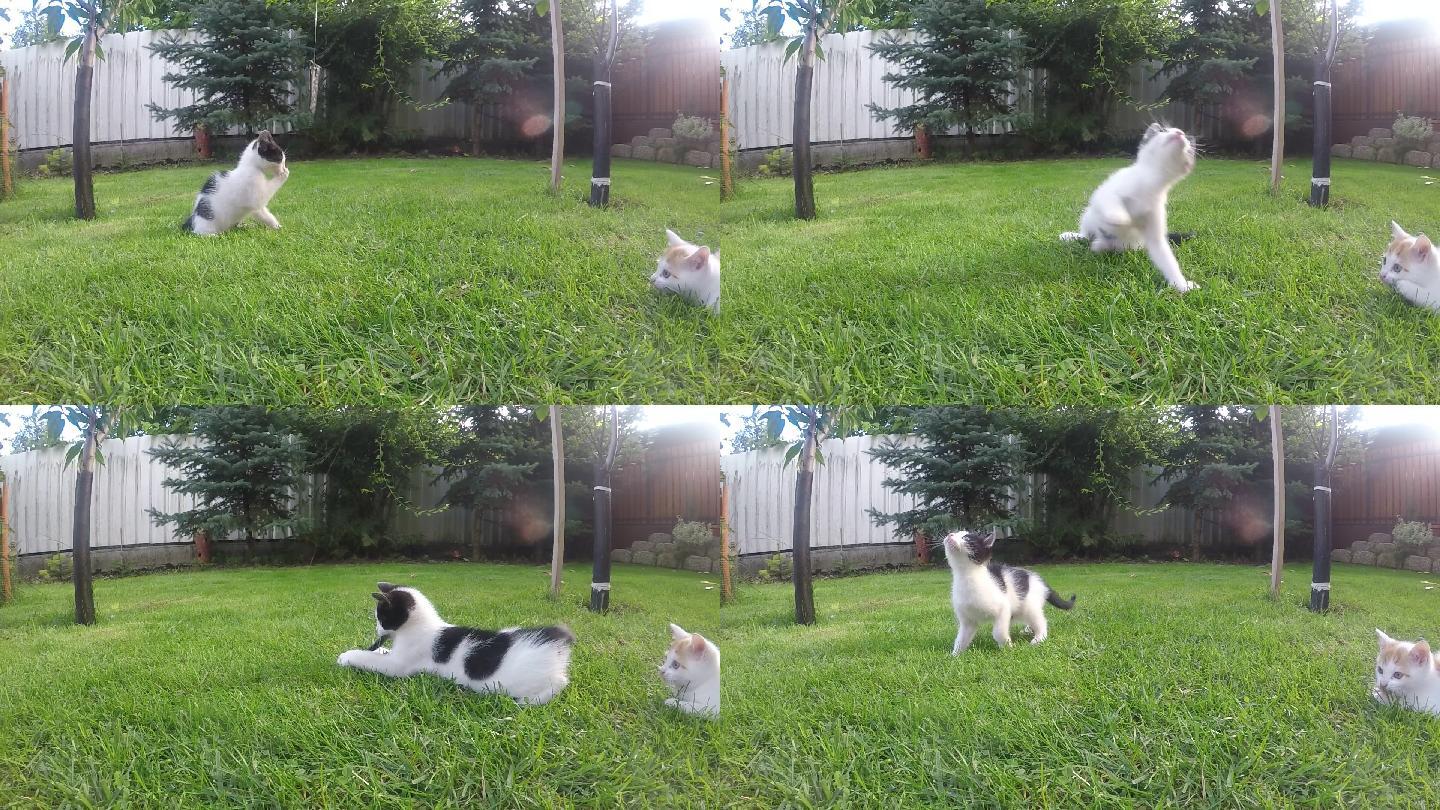 小猫在花园里玩耍逗猫棒逗猫绳小野猫