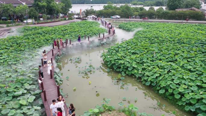 成都崇州桤泉荷花公园