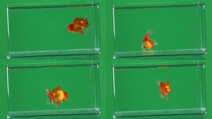 绿幕鱼缸里的金鱼