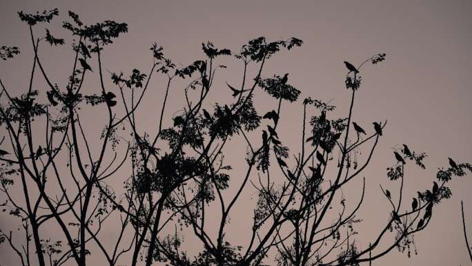 黄昏树上小鸟-慢镜头