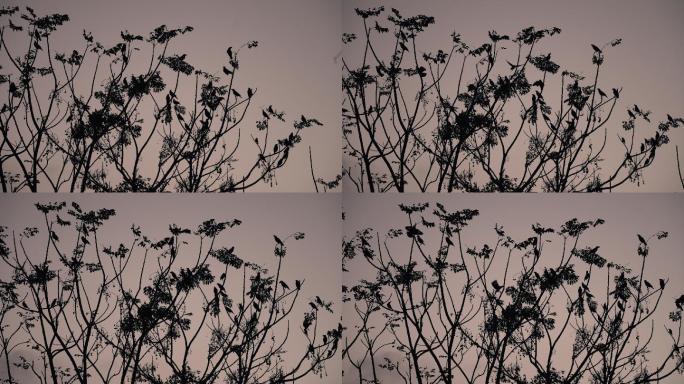 黄昏树上小鸟-慢镜头