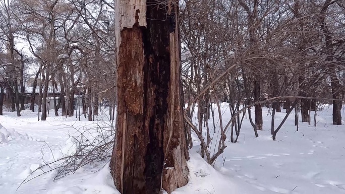 空洞的雷劈木老树