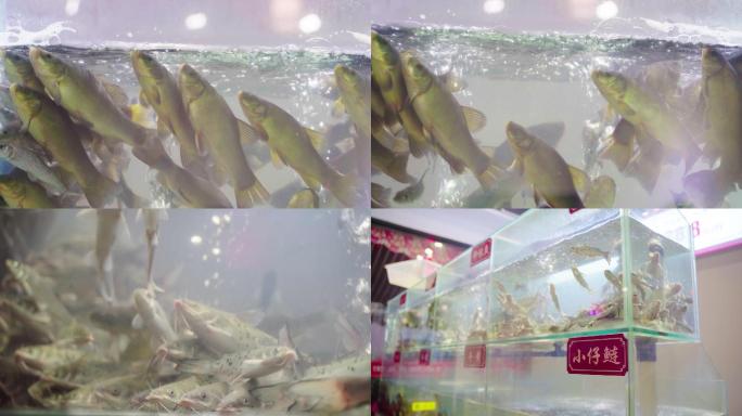 水族馆各种鱼类