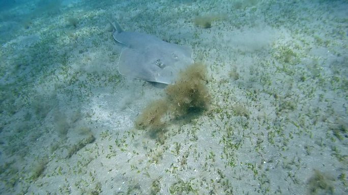 水生生物视频素材