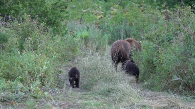 母熊带着小熊走出森林