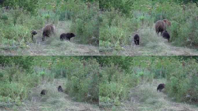 母熊带着小熊走出森林