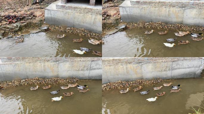 乡村气息：村中河流中鸭子和鹅在戏水游玩2