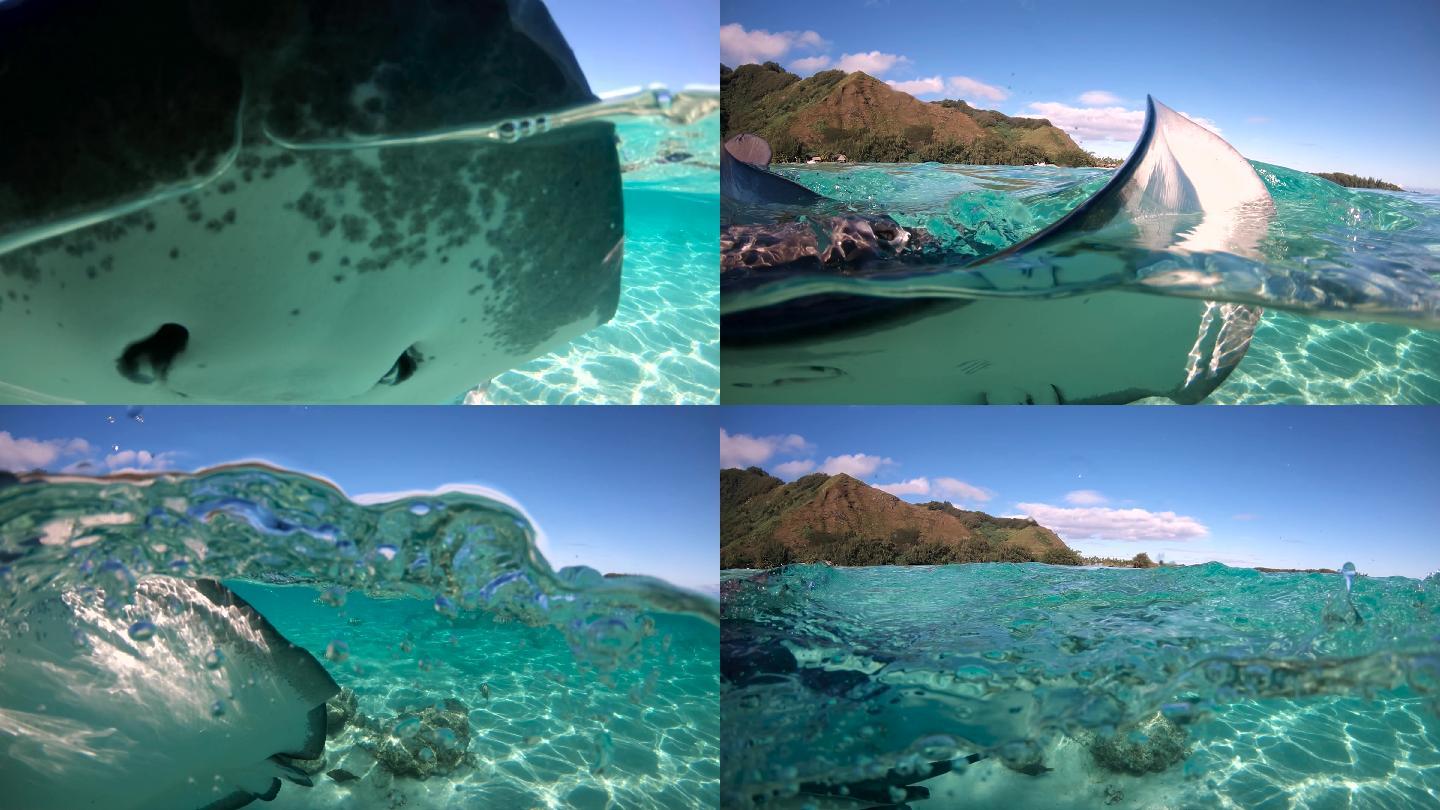 太平洋蝠鲼美丽环境问题水下潜水
