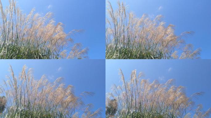蓝天白云下随风摇摆的唯美芦苇蒲草
