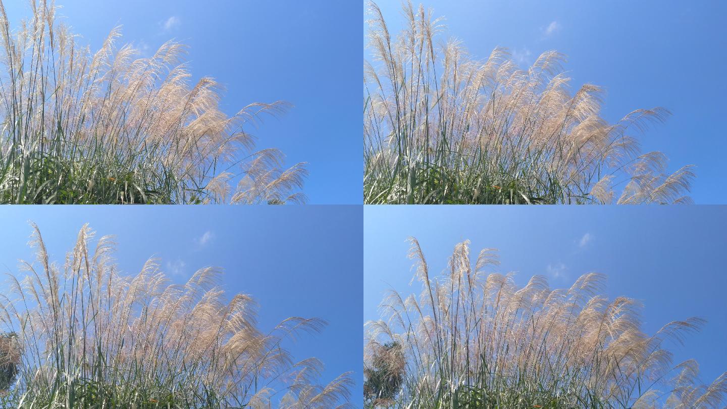 蓝天白云下随风摇摆的唯美芦苇蒲草