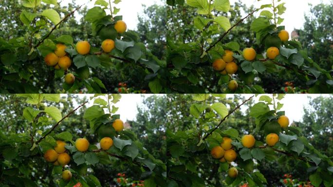 成熟的杏树果实挂在树枝上