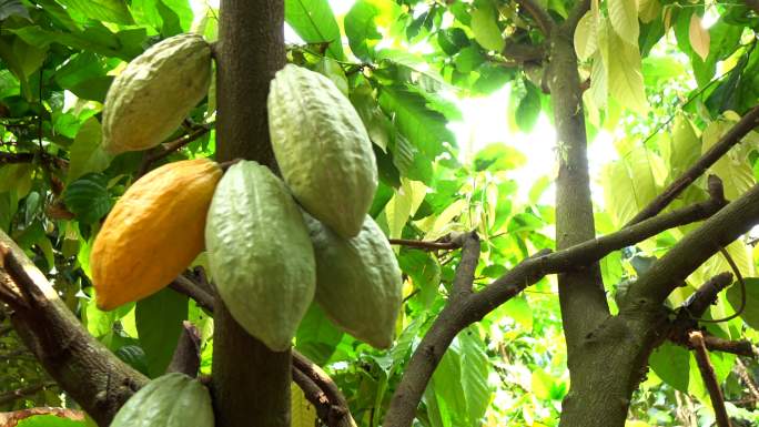 树上的可可果有机生态绿色天然自然美味食材