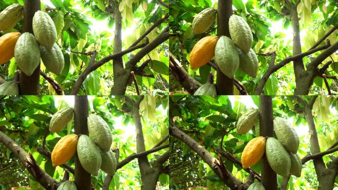 树上的可可果有机生态绿色天然自然美味食材