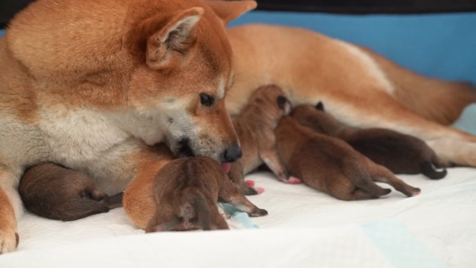 幼犬出生中华田园犬小奶狗舔狗