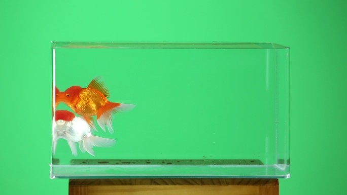 绿幕鱼缸里的金鱼