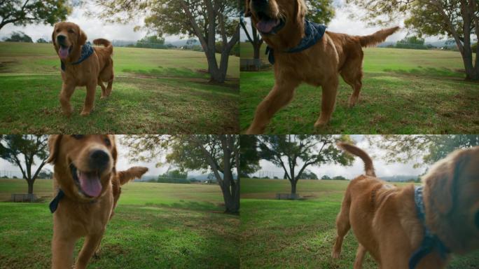 金毛猎犬快乐地跑向公园