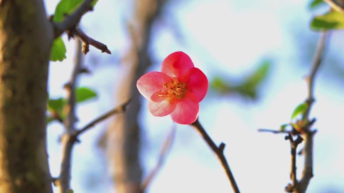 唯美花卉海棠春色