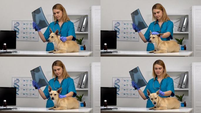 宠物诊所医生分析狗的x光片