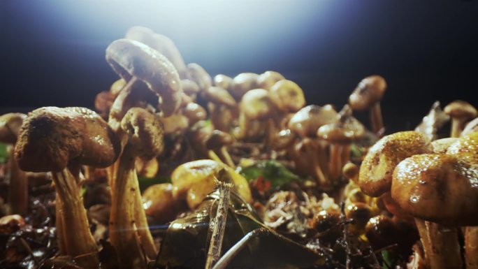 美食山珍野蘑菇榛蘑