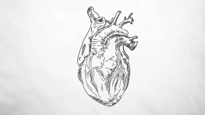 一个心脏循环泵送的动画