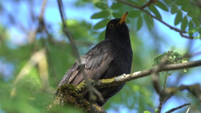 黑鸟在歌唱野鸟小鸟八哥鸟树林鸟类