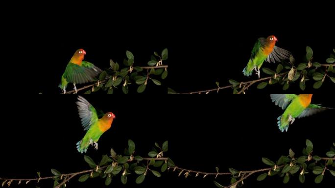 鹦鹉鸟儿站在枝头自然春天森林鸟类野生保护