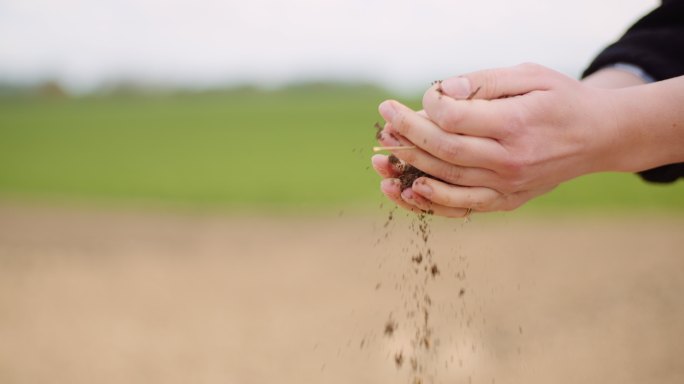 农民检查手中的土壤