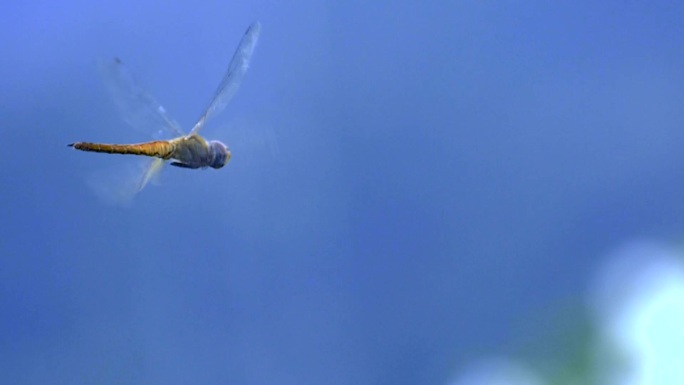 蜻蜓飞舞动物世界蜻蜓大自然特写