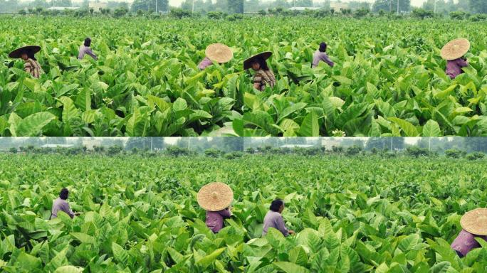 中国雪茄之乡烤烟地农民劳作航拍