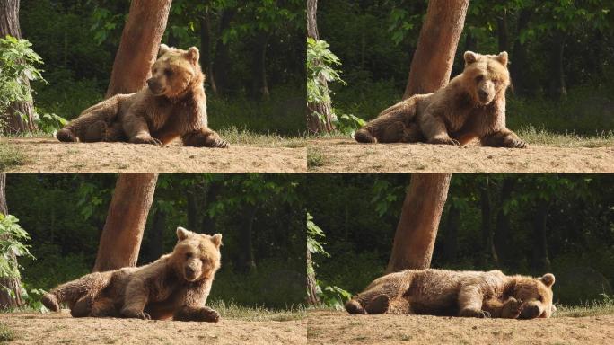 真正的野生熊动物园