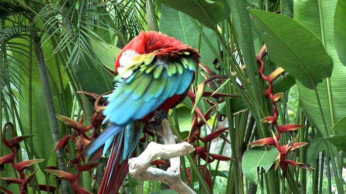 彩色鹦鹉野生保护公园植物园人与自然
