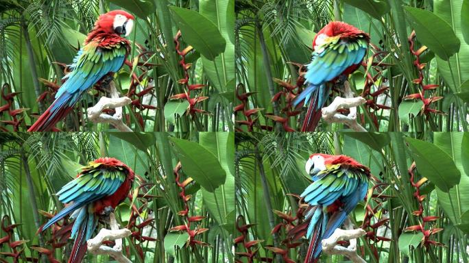 彩色鹦鹉野生保护公园植物园人与自然