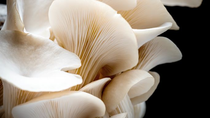 蘑菇菌类生长平菇