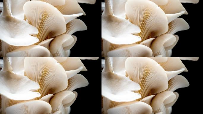 蘑菇菌类生长平菇