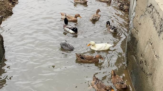 乡村气息：村中河流中鸭子和鹅在戏水游玩
