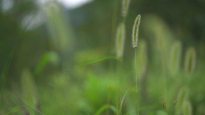 狗尾巴草 大光圈