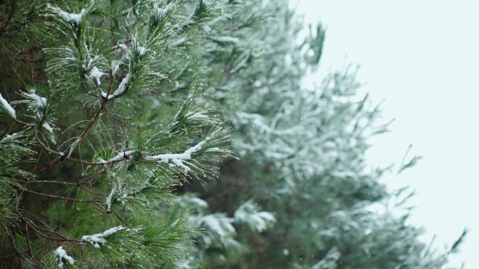 冬天下雪了