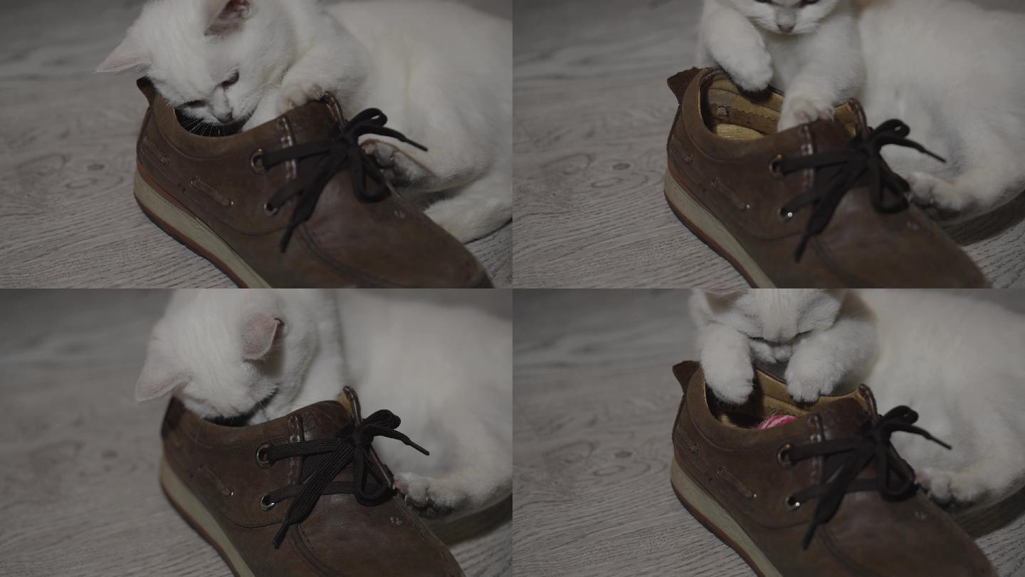 小猫在鞋里玩球