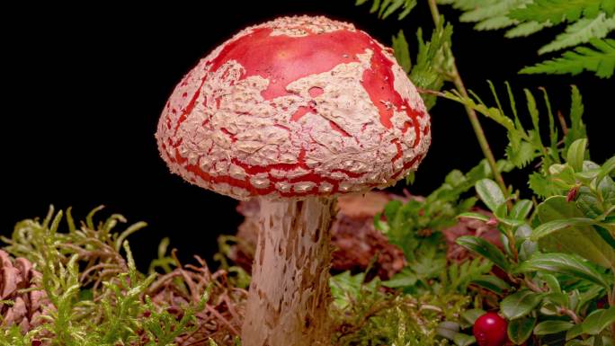 蘑菇生长延时野生毒蘑菇红色蘑菇蘑菇生长延