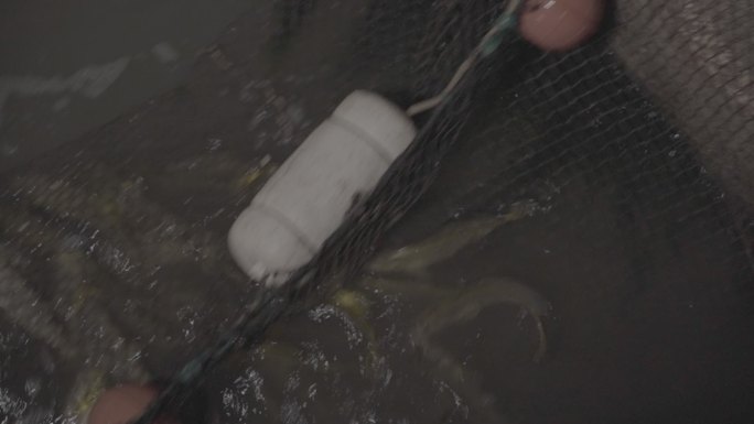 洞头大黄鱼 养殖 大海 旅游 捕捞