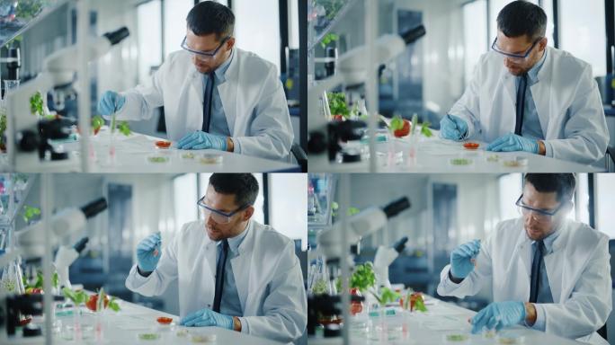男性微生物学家用镊子检查西红柿的种子