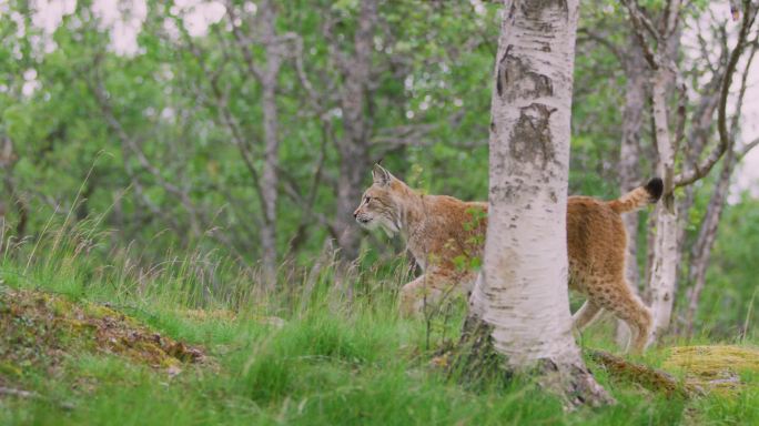 欧洲猞猁野生动物世界国家保护大自然非洲