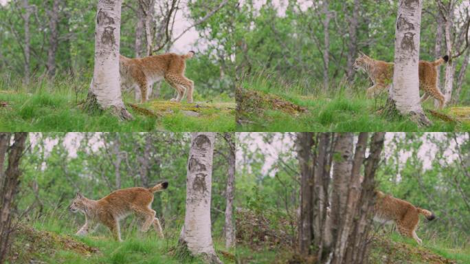 欧洲猞猁野生动物世界国家保护大自然非洲