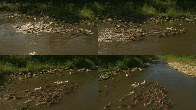 小溪河流上一群鸭子在游泳4K航拍