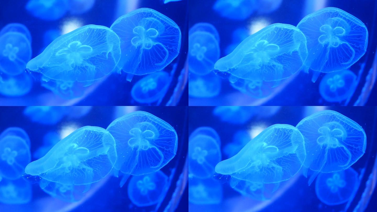 水族馆中的水母海洋生物海底生物海洋馆