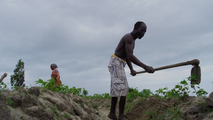 非洲农民用锄头清除菜地里的杂草